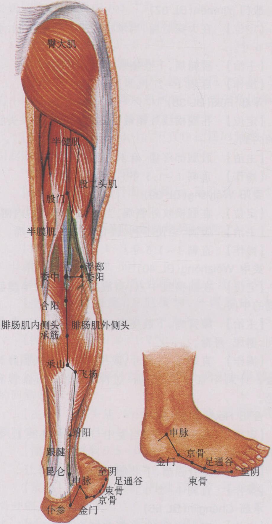 圖17 足太陽膀胱經(jīng)(三)